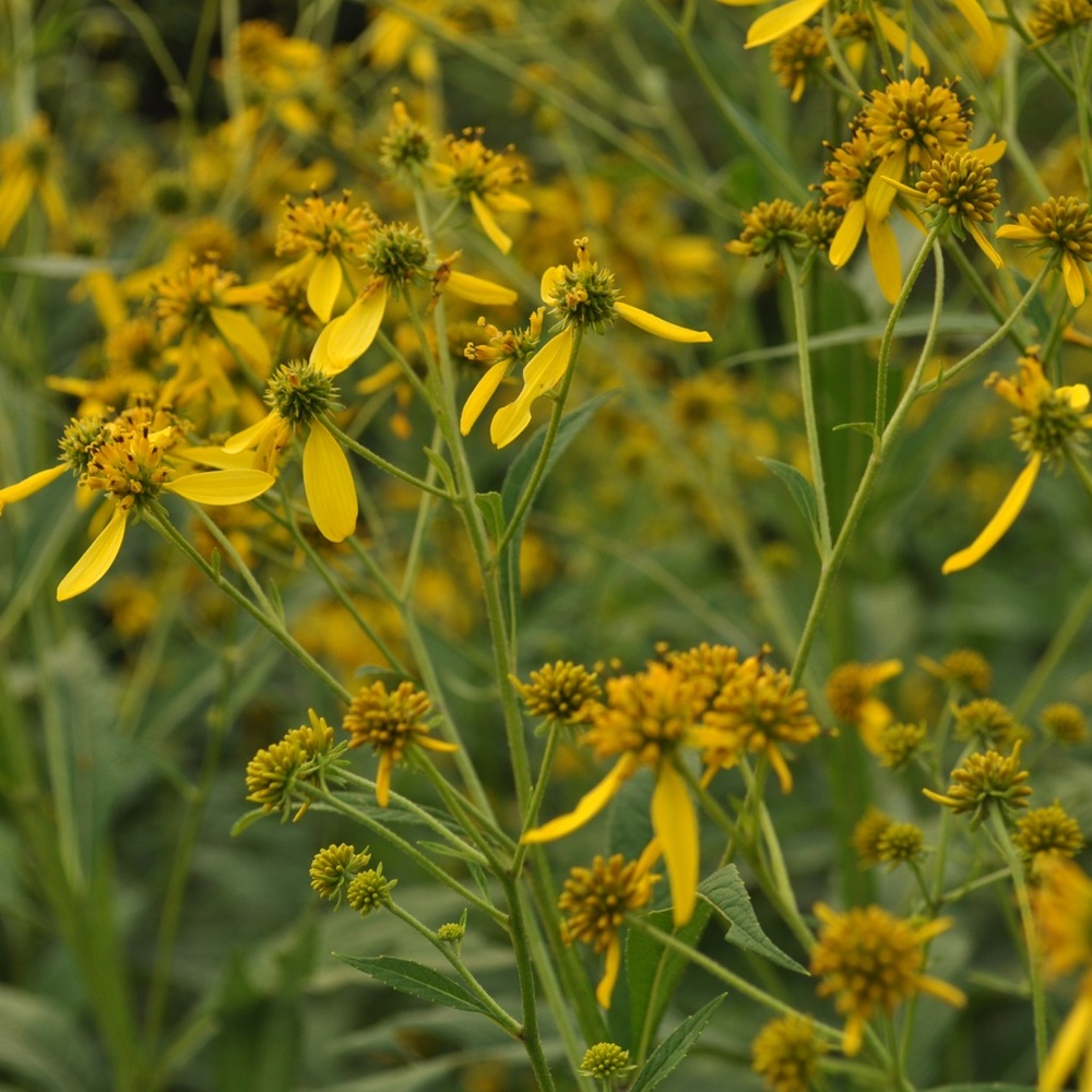 Meet your Posher, Lilah